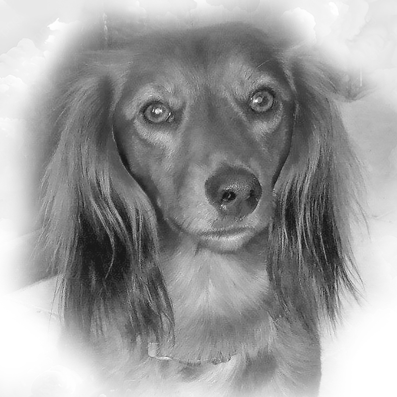 Van de Mamirosso - In memoriam profielfoto - Maya